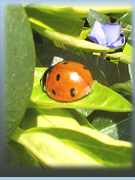 Marienkaefer in Ringenwalde